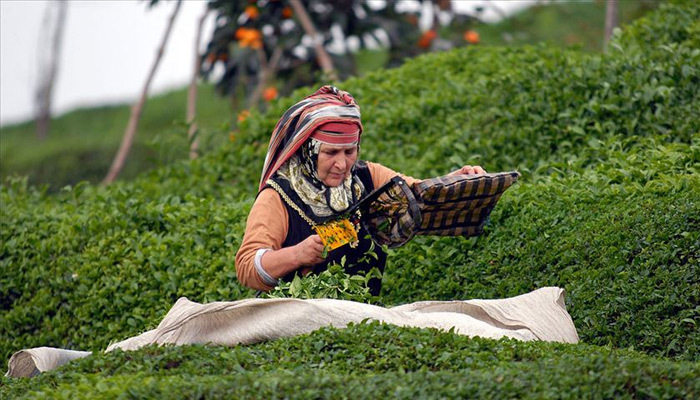 İçişleri Bakanlığından çay üreticileriyle ilgili genelge