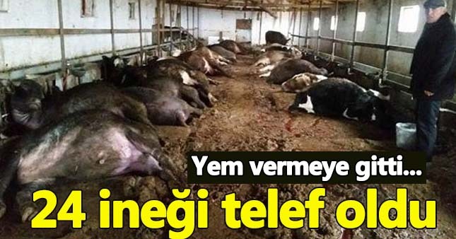 İki düzine ineği telef oldu