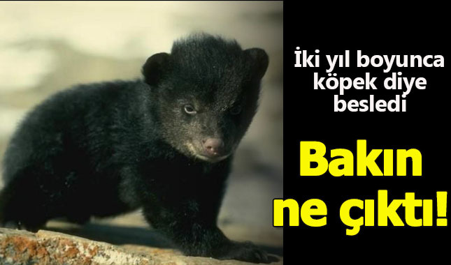 İki yıl boyunca köpek zannederek beslediği hayvan ayı çıktı