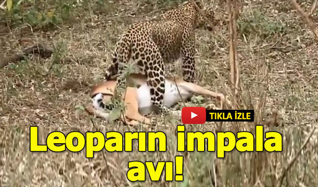 İmpalayı avlayan leopar