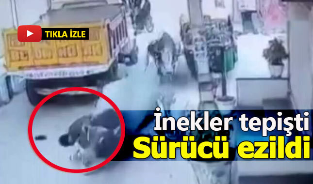 İnekler tepişti, motosiklet sürücüsü ezildi