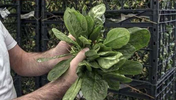 Ispanakla ilgili tartışmalara nokta koyuldu