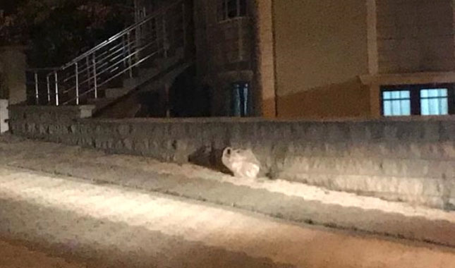 İstanbul Ataşehir'de sokak ortasında iki el bombası bulundu