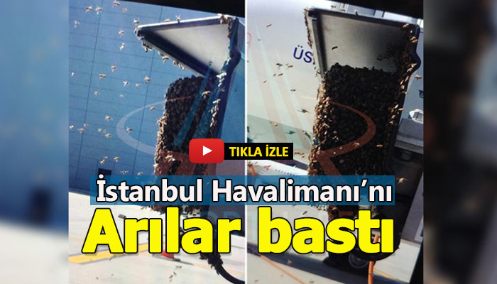 İstanbul Havalimanı'nı arılar bastı