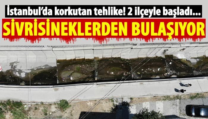 İstanbul'da korkutan hastalık! Sivrisineklerden bulaşıyor