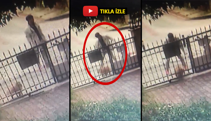 İstanbul'da gündüz vakti çalınan köpek bulundu