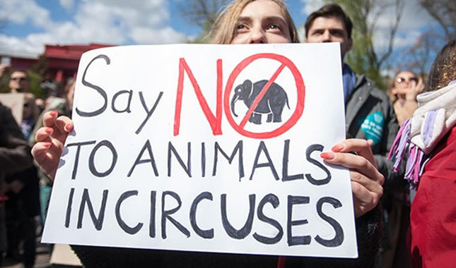 İtalya'da sirklerde hayvan kullanılması yasaklandı