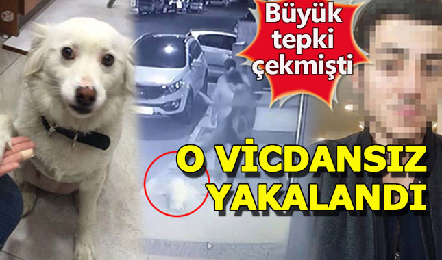 İzmir'de köpeği tekme atan şahıs yakalandı