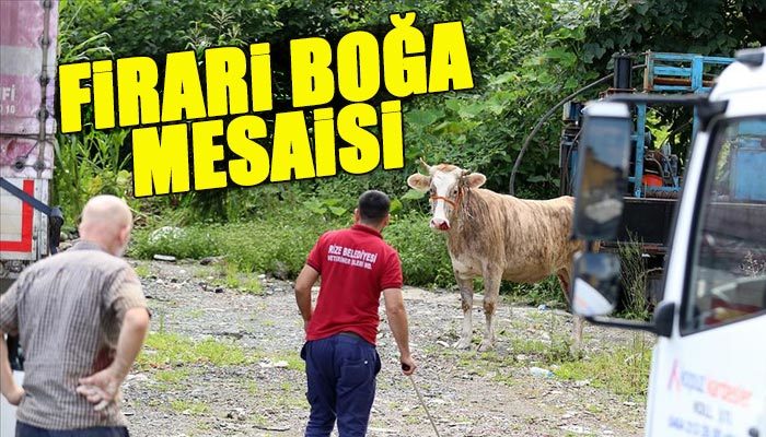 Kaçan kurbanlıklar kabus yaşattı