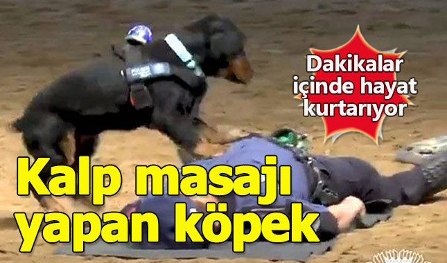 Kalp masajı yapan köpek dakikalar içinde hayat kurtarıyor
