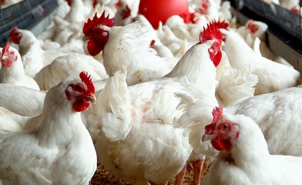 Kanatlı sektörü ihracatta 1 milyar dolar hedef koydu