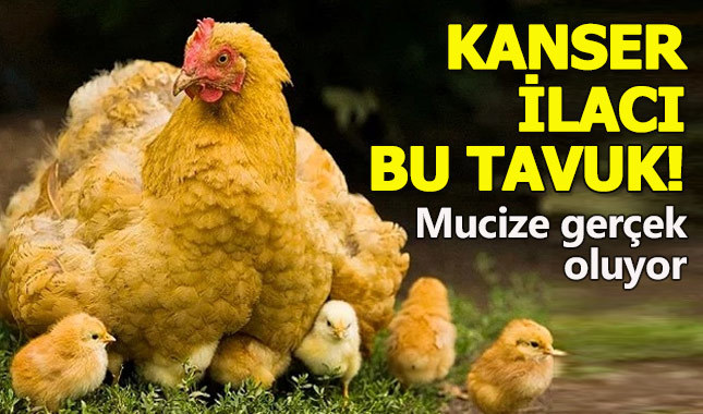 Kanser ilacı yumurtlayan tavuk