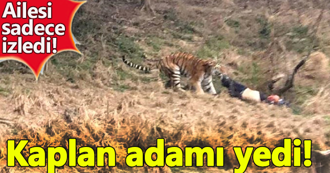 Kaplanlar adamı canlı canlı yerken ailesi izledi!