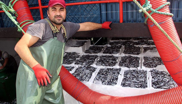 Karadeniz'de hamsi bolluğu! Sakız fiyatına satılıyor