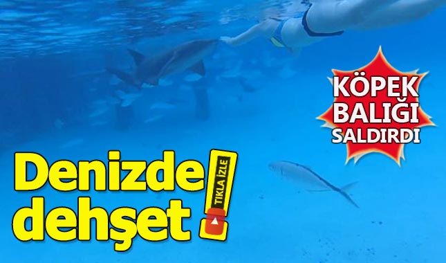 Karısına saldıran köpek balığını canlı canlı çekti