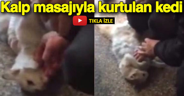 Kediyi kalp masajıyla hayata döndürdü