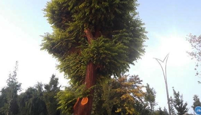 Kırşehir'de esnafa 2 ağaç için 50 bin TL ceza