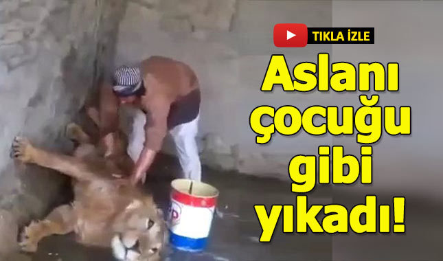 Koca aslanı çocuğu gibi yıkayan bakıcısı