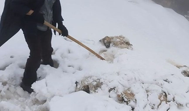 Konya'da 7 köpek ayakları bağlı halde ölü bulundu
