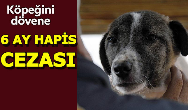 Köpeğini döven Fransız'a 6 ay hapis cezası