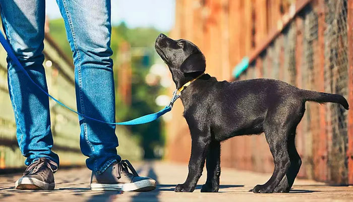 Köpekler koronavirüsü koklayarak teşhis edecek