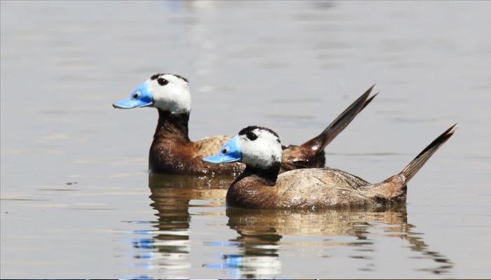Koruma önlemlerinden sonra dikkuyruk sayısı arttı