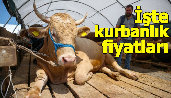 Kurbanlık fiyatları açıklandı