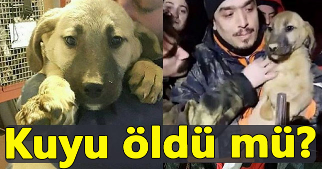 Kuyu köpek hakkında üzücü iddia!