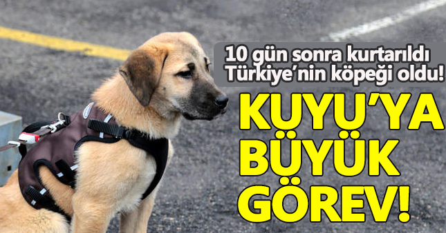 'Kuyu' kurtarma köpeği olarak yetiştirilecek