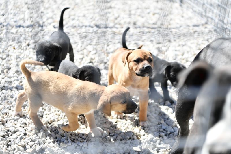Mamak Belediyesi'nden Hayvan Dostu Düzenleme