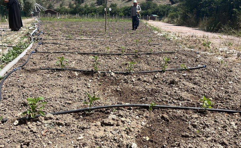 Mamak'ta Ata Tohumu Çalışmaları Sürüyor
