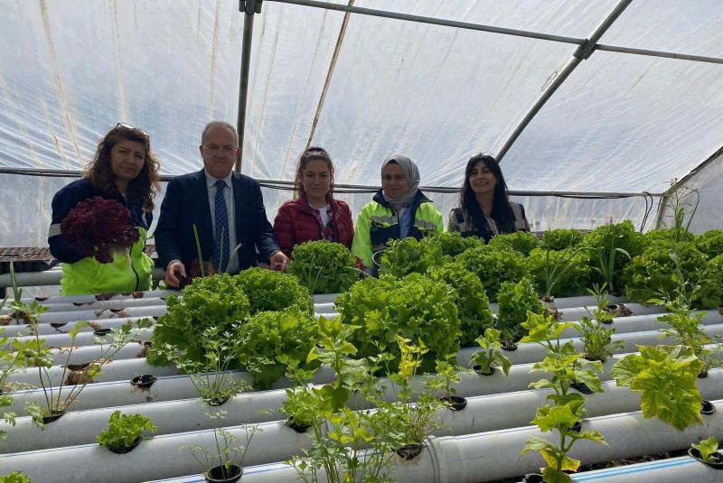 Mamak'ta Topraksız Tarım İlk Mahsulünü Verdi