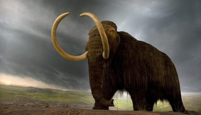 Mamut nedir, türleri nelerdir,nesilleri neden tükendi, nerede yaşadılar?