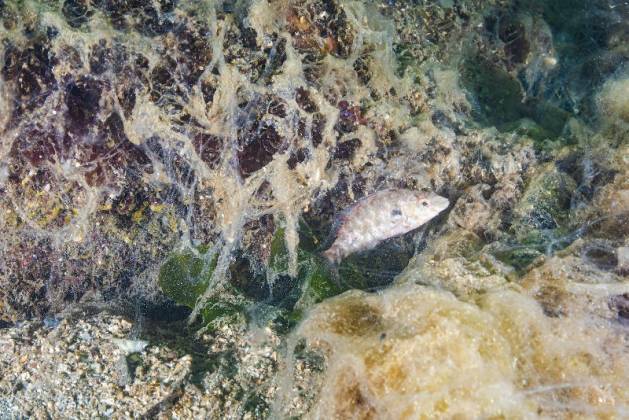 Marmara'nın yeni kabusu Deniz salyasına karşı ortak mücadele