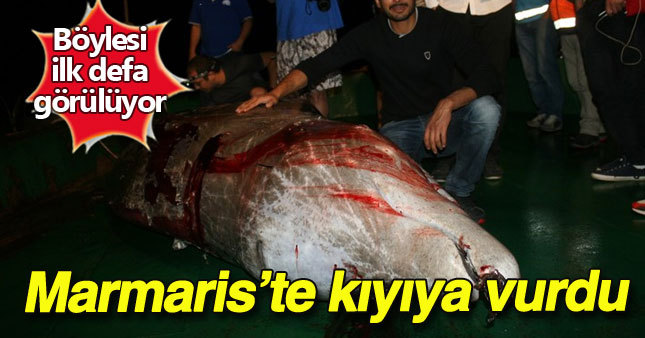 Marmaris'te balina kıyıya vurdu 
