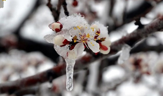 Meteorolojiden bazı illere zirai don uyarısı