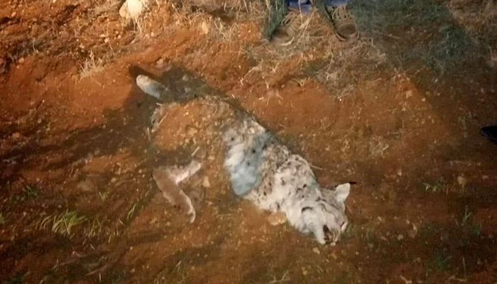 Nesli tükenme tehlikesi altındaki vaşak öldürüldü