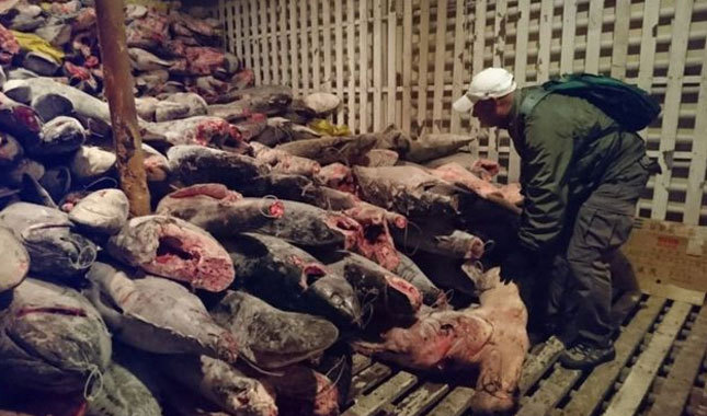 Nesli tükenmekte olan köpek balıklarını avlayan Çinliler tutuklandı