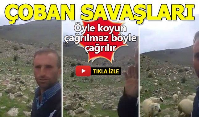 Niğdeli çobanın, Bingöllü çobana meydan okuması