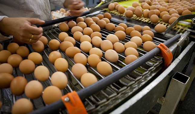 O ülkede yumurta üretimi yasaklandı