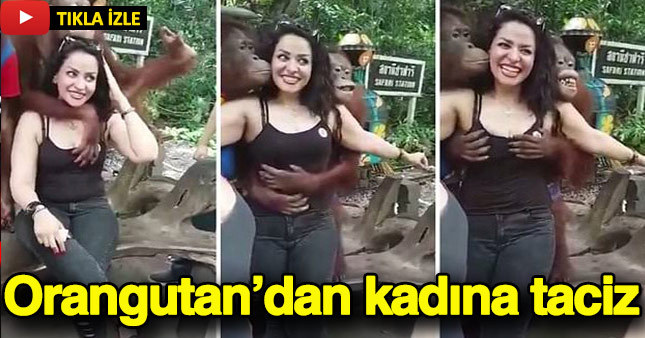 Orangutan ile fotoğraf çekmek isteyen turist tacize uğradı