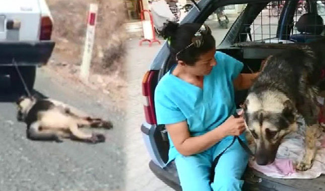 Otomobile bağlanıp sürüklenen köpeği hayvanseverler kurtardı