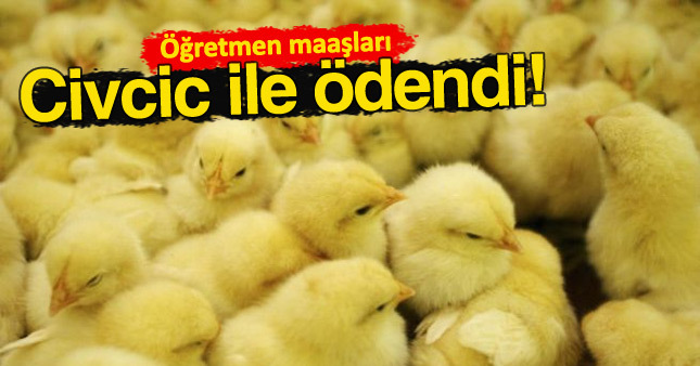 Özbekistan'da öğretmen maaşları civciv ile ödendi