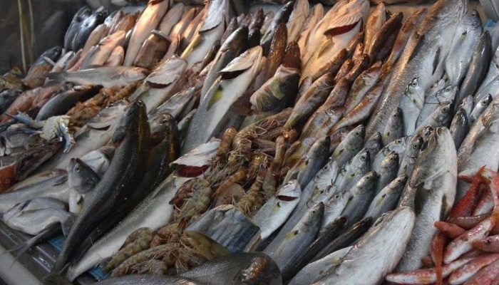 Palamut bu yıl balıkçıların yüzünü güldürmedi