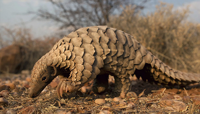 Pangolin nedir? Pangolin pulu nedir, neden değerlidir?