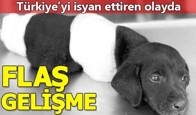 Patileri kesilen köpek olayında flaş gelişme!