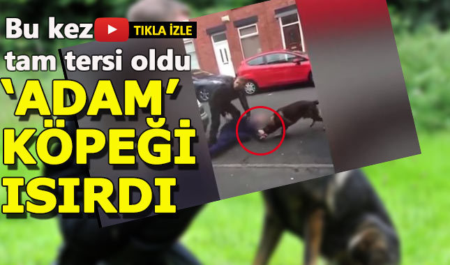 Polise direnen şüpheli, polis köpeği Theo'yu başından ısırdı