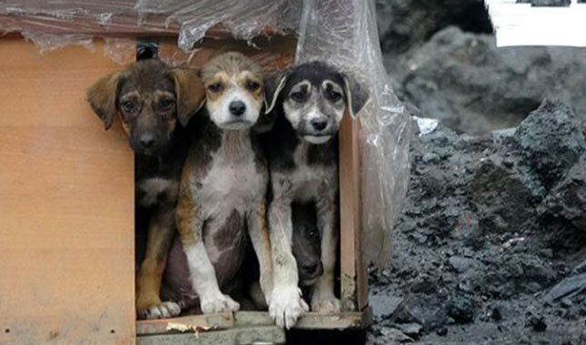 Rize'deki taş ocağı köpek barınağına dönüştürüldü