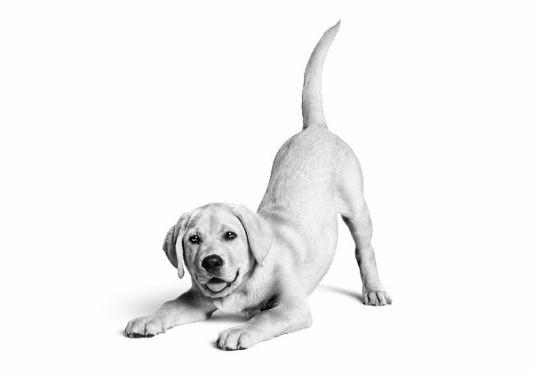 Royal Canin Türkiye'de 10. yılını kutluyor: 6,4 milyon kedi ve köpeğe ulaştı