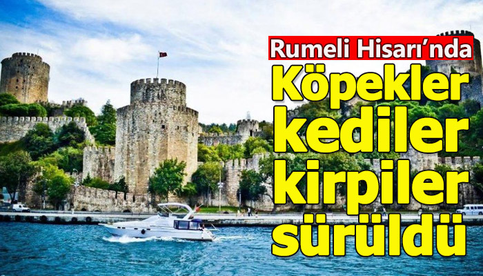 Rumeli Hisarı'nda köpekler, kediler ve kirpiler sürüldü